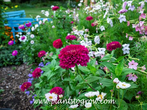 'Benary's Giant Wine' Zinnia (Zinnia elegans)
Most of the background plants are of two to three different  Nicotiana x sanderae. These are heritage plants.